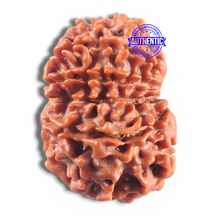 Load image into Gallery viewer, 11 Mukhi Nepalese Rudraksha - Bead No. 420
