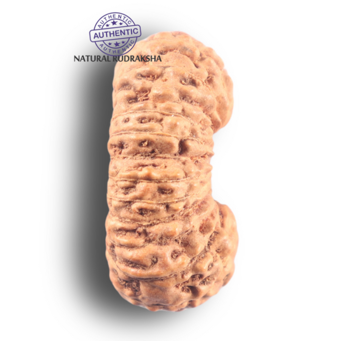 25 Mukhi Rudraksha from Indonesia - Bead No. H