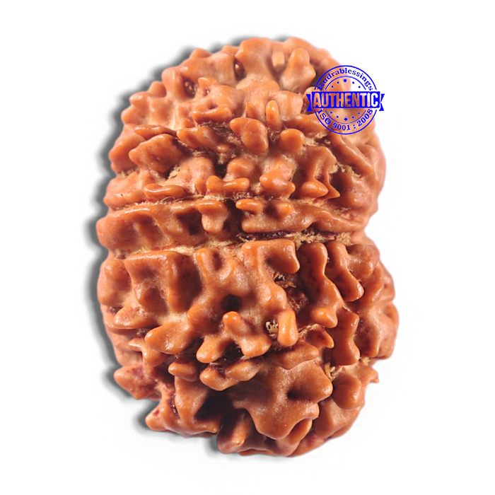 11 Mukhi Nepalese Rudraksha - Bead No. 425
