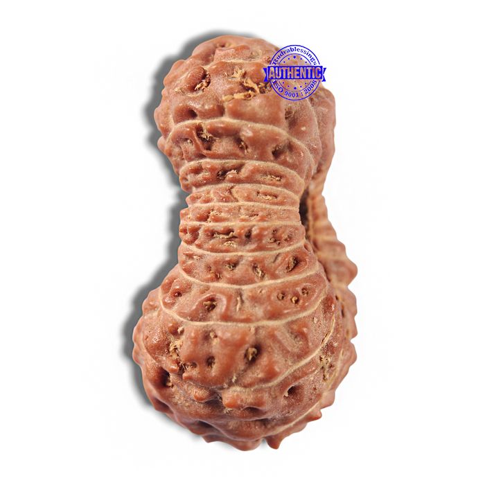 22 Mukhi Rudraksha from Indonesia