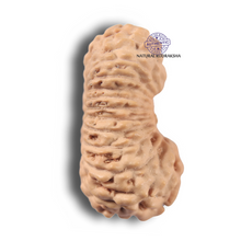 Load image into Gallery viewer, 23 Mukhi Rudraksha from Indonesia
