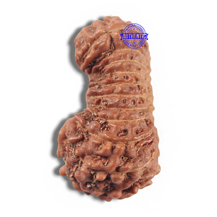 23 Mukhi Rudraksha from Indonesia