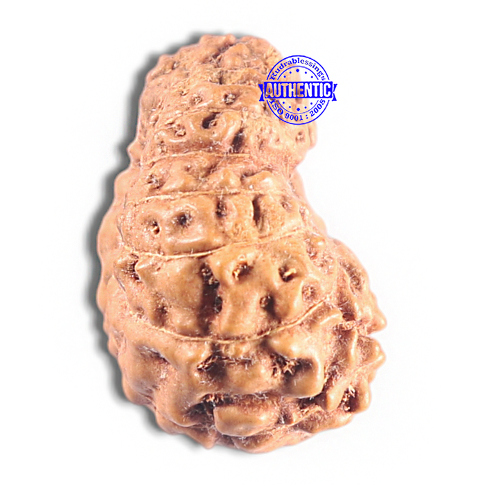15 Mukhi Indonesian Rudraksha - Bead No. 215