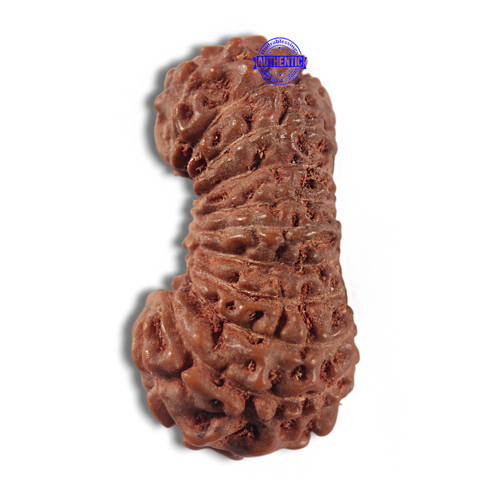 22 Mukhi Rudraksha from Indonesia