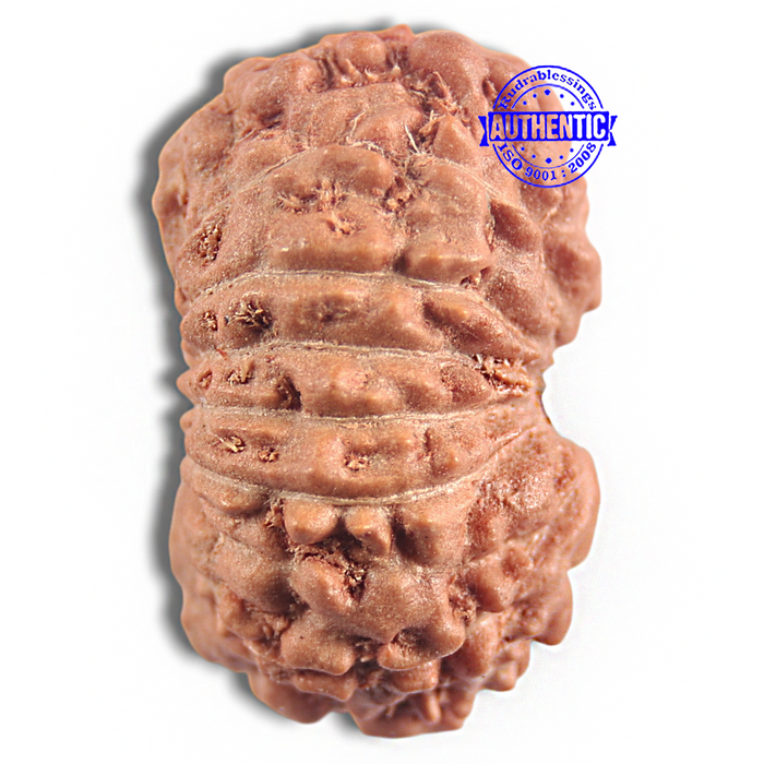 16 Mukhi Rudraksha from Indonesia - Bead No 341