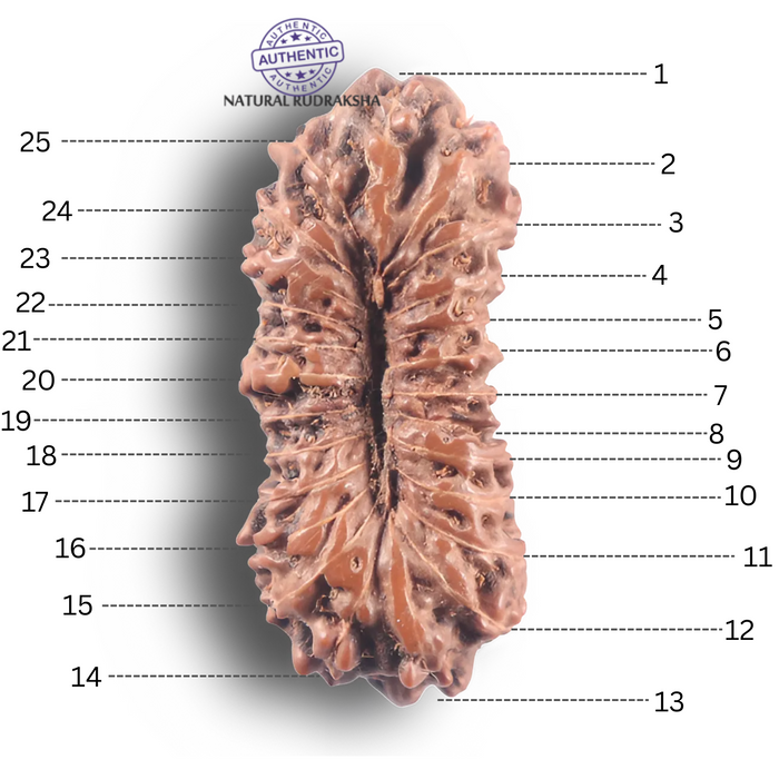 25 Mukhi Rudraksha from Indonesia Bead No. E