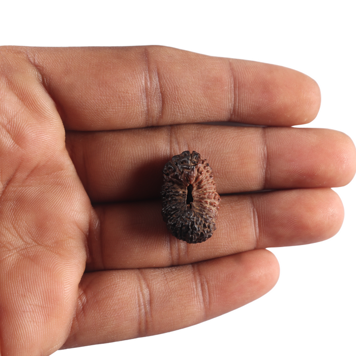 26 Mukhi Rudraksha from Indonesia V