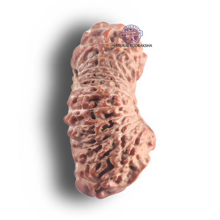 26 Mukhi Rudraksha from Indonesia - Bead No. L