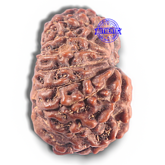 15 Mukhi Indonesian Rudraksha - Bead No. 116