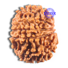 Load image into Gallery viewer, 11 Mukhi Nepalese Rudraksha - Bead No. 417
