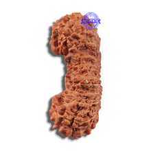 Load image into Gallery viewer, 23 Mukhi Rudraksha from Indonesia Bead No. X
