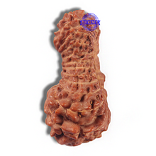 Load image into Gallery viewer, 23 Mukhi Rudraksha from Indonesia - Bead No. R
