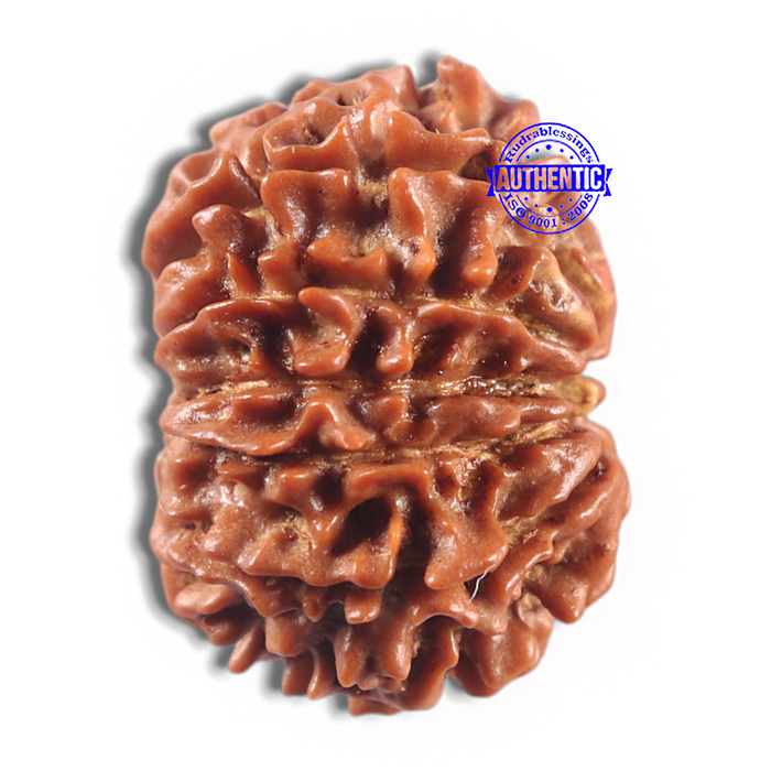 11 Mukhi Nepalese Rudraksha - Bead No. 415