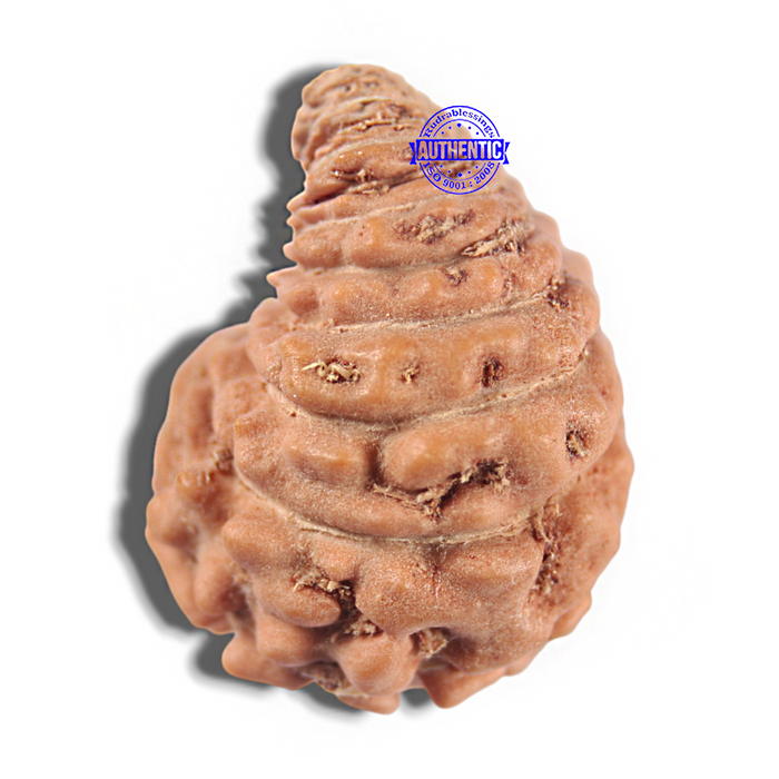 24 Mukhi Rudraksha from Indonesia