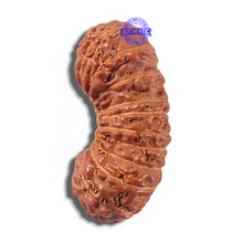 Load image into Gallery viewer, 23 Mukhi Rudraksha from Indonesia Bead No. Y
