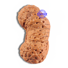 Load image into Gallery viewer, 24 Mukhi Rudraksha from Indonesia - Bead No. P
