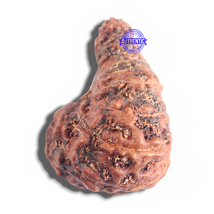 23 Mukhi Rudraksha from Indonesia