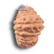 Load image into Gallery viewer, 25 Mukhi Rudraksha from Indonesia
