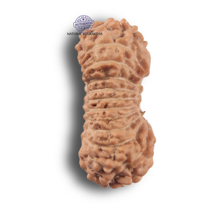23 Mukhi Rudraksha from Indonesia