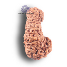 Load image into Gallery viewer, 26 Mukhi Rudraksha from Indonesia U
