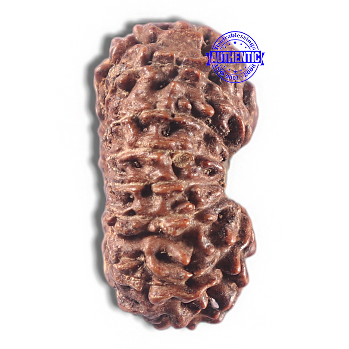 15 Mukhi Indonesian Rudraksha - Bead No. 129