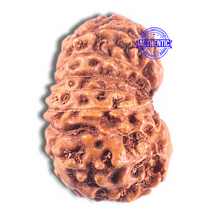 15 Mukhi Indonesian Rudraksha - Bead No. 109