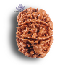 Load image into Gallery viewer, 9 Mukhi Nepalese Rudraksha - Bead No. 466
