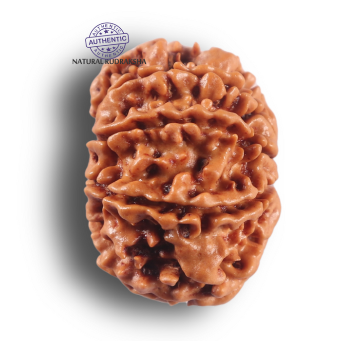 9 Mukhi Nepalese Rudraksha - Bead No. 466