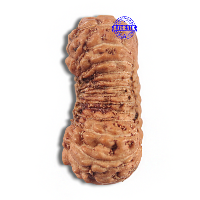 23 Mukhi Rudraksha from Indonesia