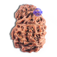 Load image into Gallery viewer, 15 Mukhi Indonesian Rudraksha - Bead No. 135
