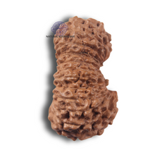 Load image into Gallery viewer, 23 Mukhi Rudraksha from Indonesia Bead No.AJ
