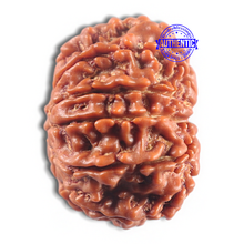 Load image into Gallery viewer, 11 Mukhi Nepalese Rudraksha - Bead No. 419
