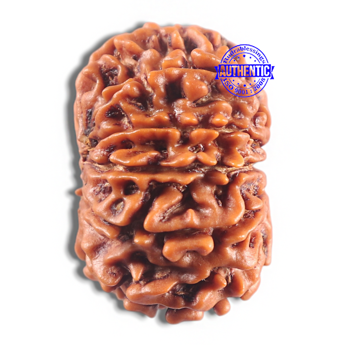 11 Mukhi Nepalese Rudraksha - Bead No. 418