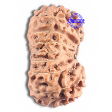 Load image into Gallery viewer, 16 Mukhi Rudraksha from Indonesia - Bead No. 331
