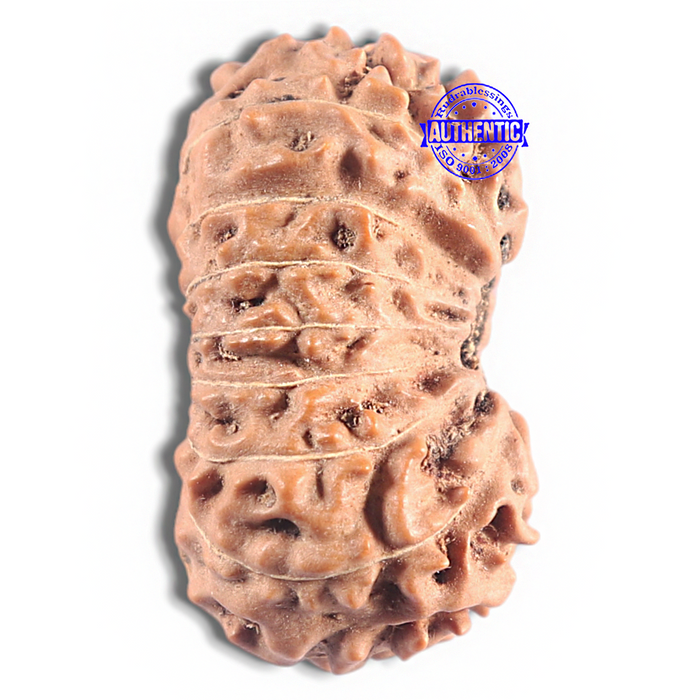 16 Mukhi Rudraksha from Indonesia - Bead No. 331