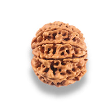Load image into Gallery viewer, 9 Mukhi Nepalese Rudraksha - Bead No. 438

