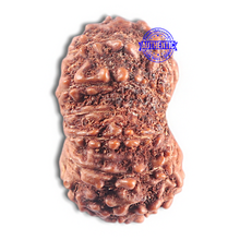 Load image into Gallery viewer, 15 Mukhi Indonesian Rudraksha - Bead No. 142
