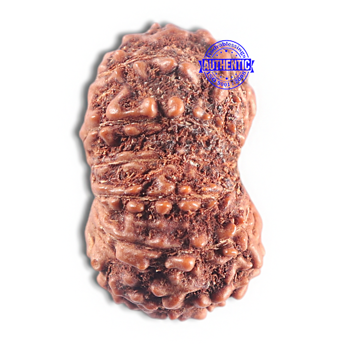 15 Mukhi Indonesian Rudraksha - Bead No. 142