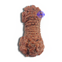 Load image into Gallery viewer, 24 Mukhi Rudraksha from Indonesia
