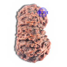 Load image into Gallery viewer, 15 Mukhi Indonesian Rudraksha - Bead No. 126
