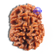 Load image into Gallery viewer, 11 Mukhi Nepalese Rudraksha - Bead No. 414
