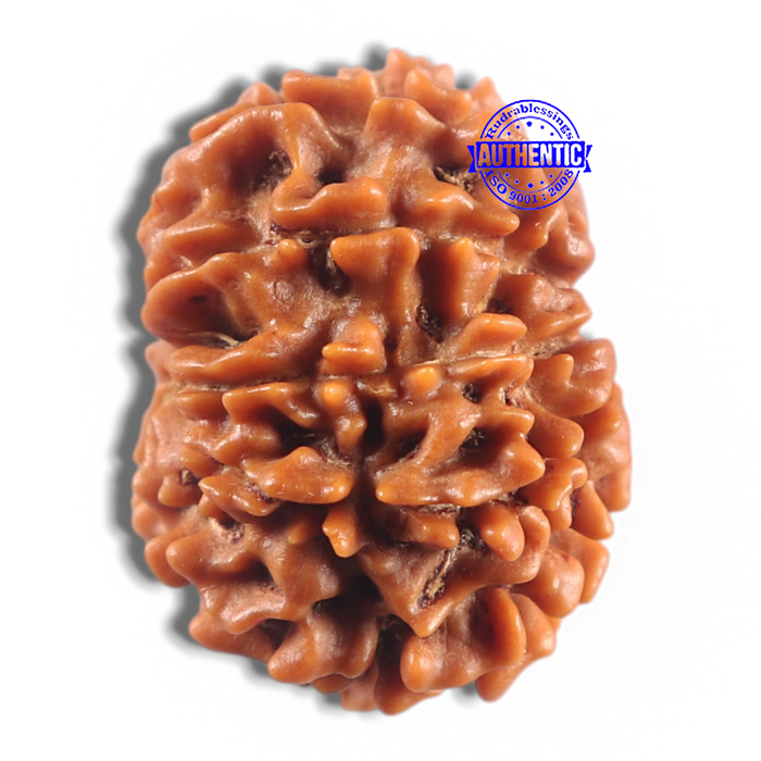 11 Mukhi Nepalese Rudraksha - Bead No. 414