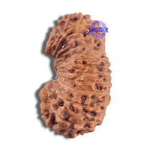 Load image into Gallery viewer, 24 Mukhi Rudraksha from Indonesia - Bead No. T
