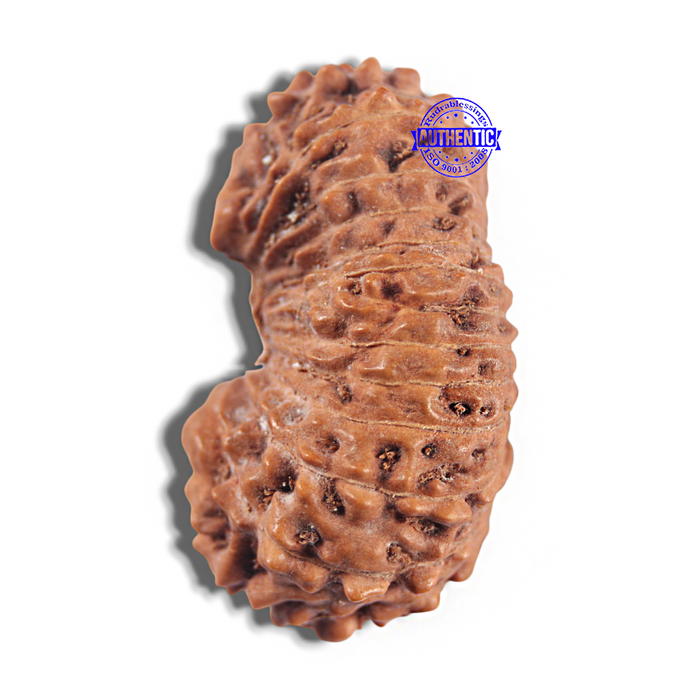 24 Mukhi Rudraksha from Indonesia - Bead No. T