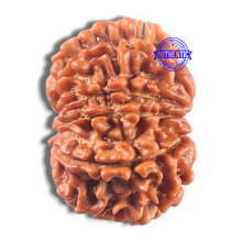 Load image into Gallery viewer, 11 Mukhi Nepalese Rudraksha - Bead No. 427

