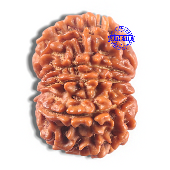 11 Mukhi Nepalese Rudraksha - Bead No. 427