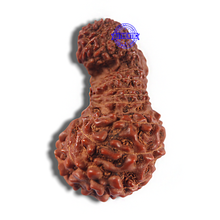 Load image into Gallery viewer, 24 Mukhi Rudraksha from Indonesia - Bead No. F
