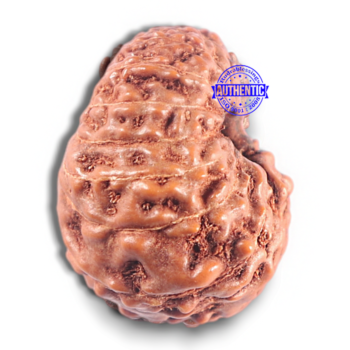 15 Mukhi Indonesian Rudraksha - Bead No. 119