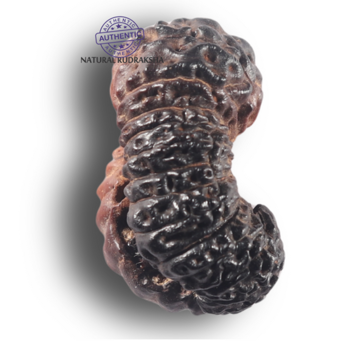 26 Mukhi Rudraksha from Indonesia V