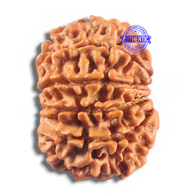 Load image into Gallery viewer, 11 Mukhi Nepalese Rudraksha - Bead No. 430
